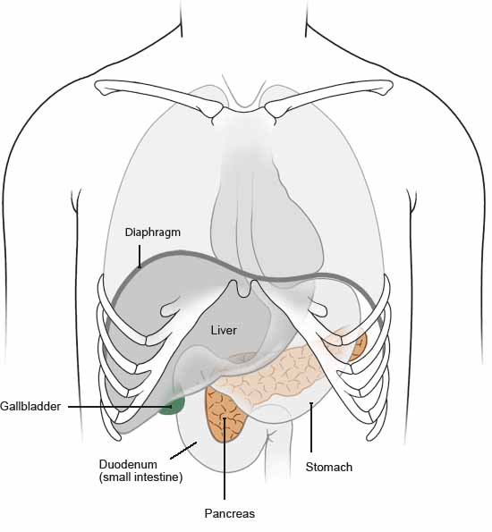 Illustration: Position of the pancreas - as described in the article