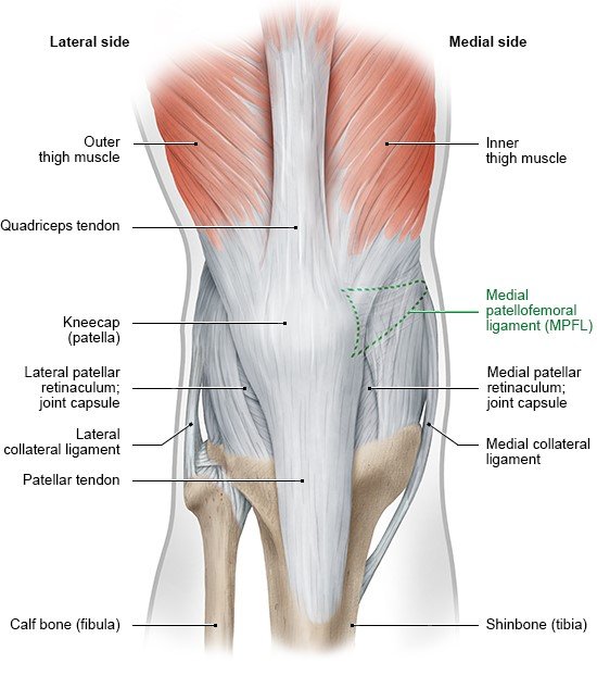 Illustration: Front view of right knee, with supportive bands of tissue and thigh muscles