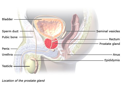 Illustration: Position of the prostate gland – as described in the information