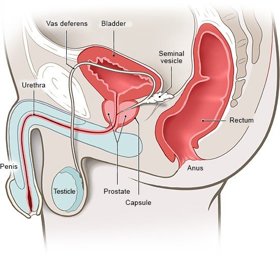 This anatomical illustration shows a side view of the male reproductive organs.