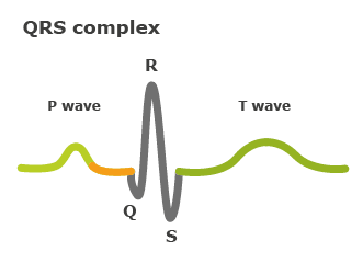 Illustration: The QRS complex between the P wave and the T wave in a normal heartbeat
