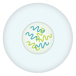 Illustration: The nucleus of the original cell contains the full set of genetic information