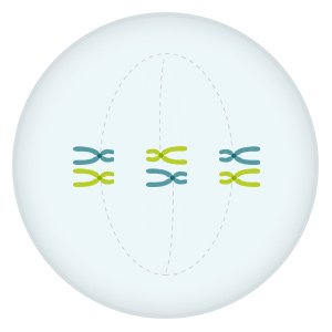 Illustration: The pairs of chromosomes line up along the center of the cell