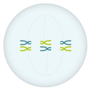 Illustration: The pairs of chromosomes line up along the center of the cell