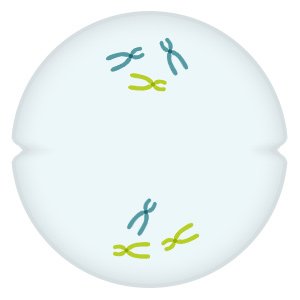 Illustration: The chromosome pairs are separated and move to opposite sides of the cell