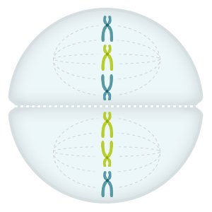 Illustration: During the second cell division, the copies of the chromosomes separate