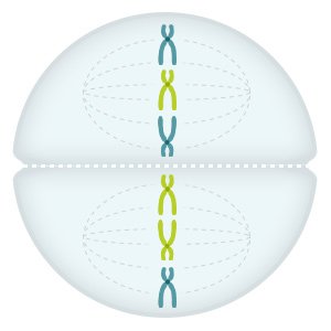 Illustration: During the second cell division, the copies of the chromosomes separate