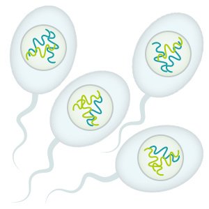 Illustration: In men, the four sex cells develop into sperm cells