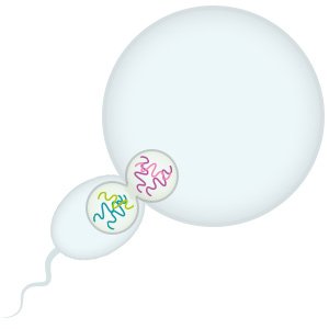 Illustration: One egg cell and one sperm cell combine during fertilization