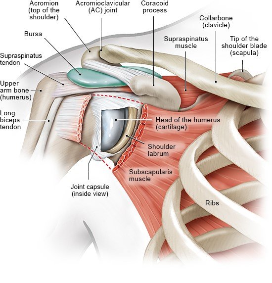 Illustration: Muscles, tendons, bursa and bones in the shoulder area