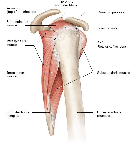 Illustration: The muscles of the rotator cuff (side view of the right shoulder)