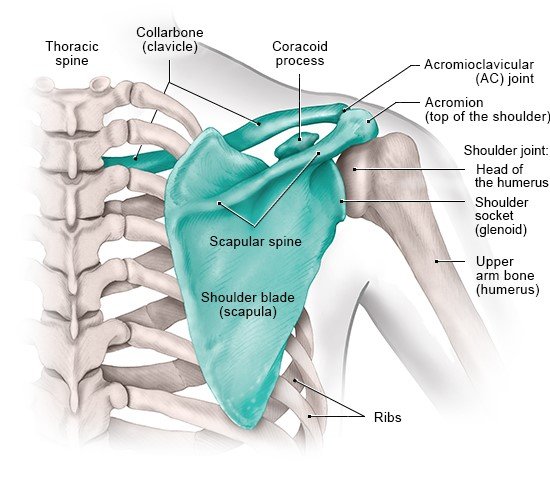 Illustration: The bones in the shoulder (back view)