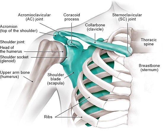 Illustration: The bones in the shoulder (front view)