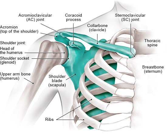 How does the shoulder work?