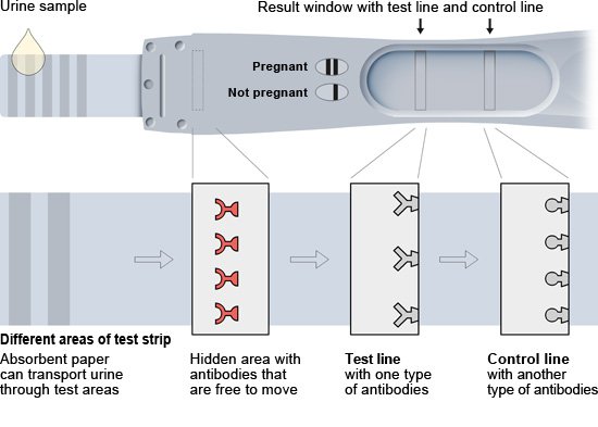 Illustration: Paper strip for rapid test