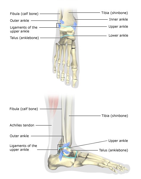 Illustration: Healthy ankle, seen from above and from the side – as described in the article