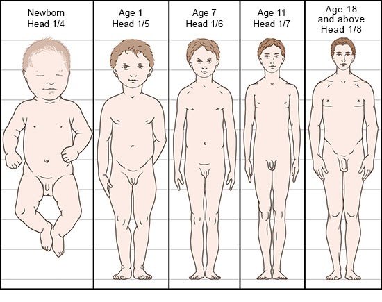 Illustration: As we grow, our body proportions change – as described in the article
