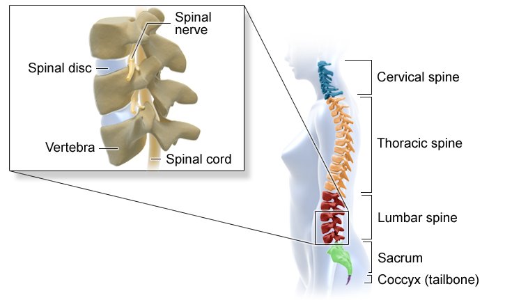 Illustration: Areas and curvature of the spine, location of spinal disks and spinal nerve