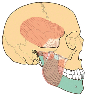 Illustration: The joint connecting the lower jawbone to the skull