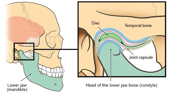 Illustration: Detailed view of the jaw