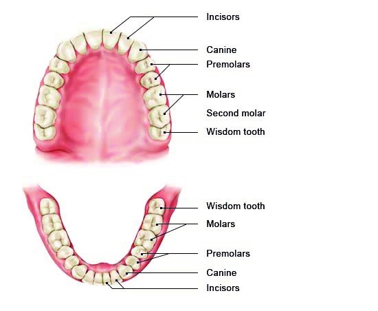 Illustration: Upper and lower jaw, with wisdom teeth