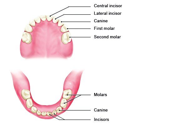 what is the work of canine teeth