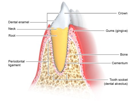 Illustration: Periodontium - as described in the article