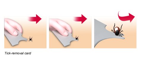 Illustration: Removal of a tick using a tick removal card – as described in the article