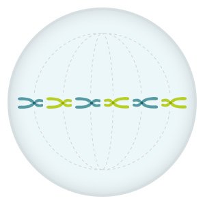 Illustration: The chromosomes line up along the center of the cell