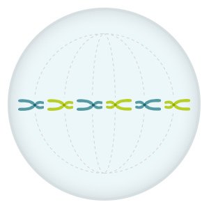 Illustration: The chromosomes line up along the center of the cell