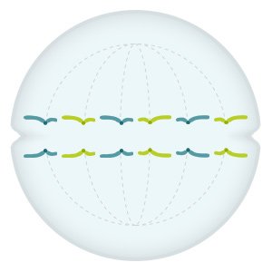 Illustration: The two copies of the individual chromosomes move to opposite sides of the cell