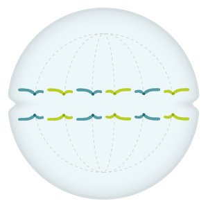 Illustration: The two copies of the individual chromosomes move to opposite sides of the cell