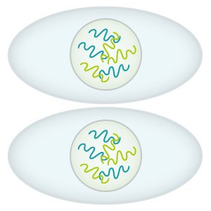 Illustration: Both daughter cells have the same genetic information as the parent cell