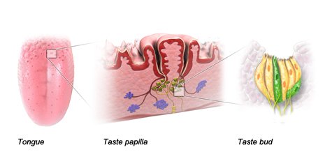 Illustration: Tongue, Taste papilla and Taste bud